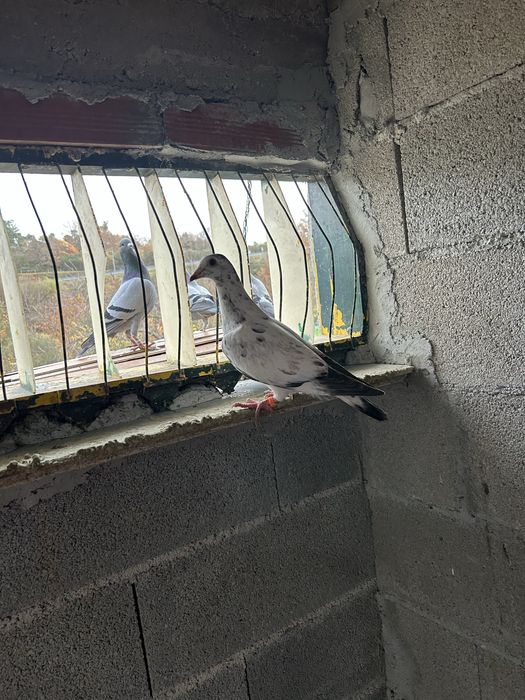 Vendo pombos correios de 2025