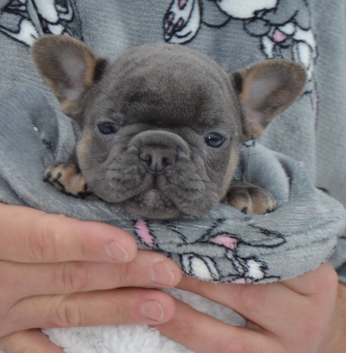 Блакитна цукерочка французька