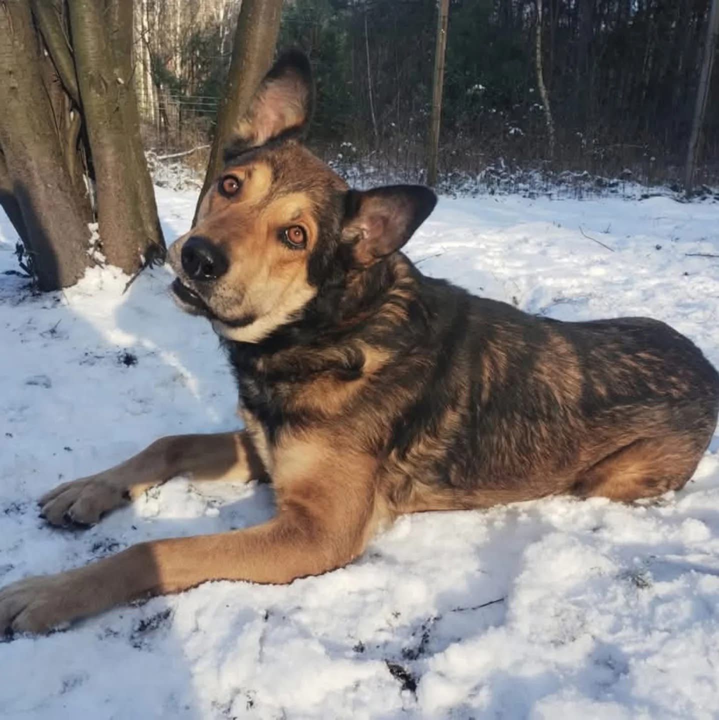 Młody Diego, mix husky szuka domku na zawsze