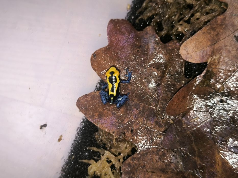 Dendrobates Tinctorius Nominat młode żabki drzewołazy tropikalne