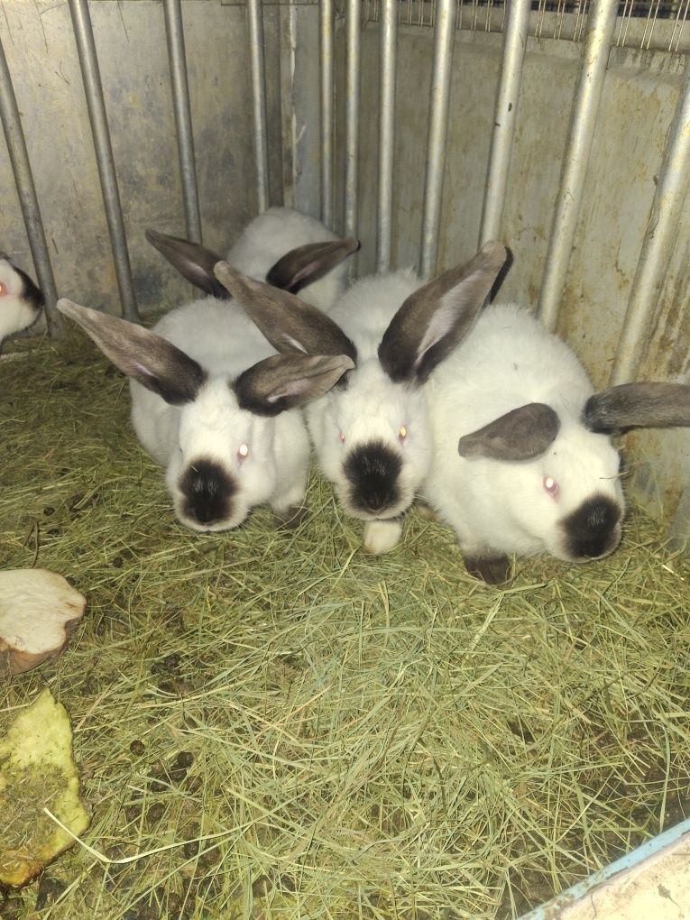 Sprzedam króliki samce i samice 3 miesięczne.Więcej informacji pod nr