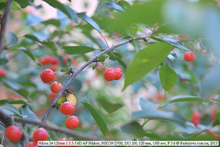 Nikon 24-120mm 1:3.5-5.6D AF Nikkor
