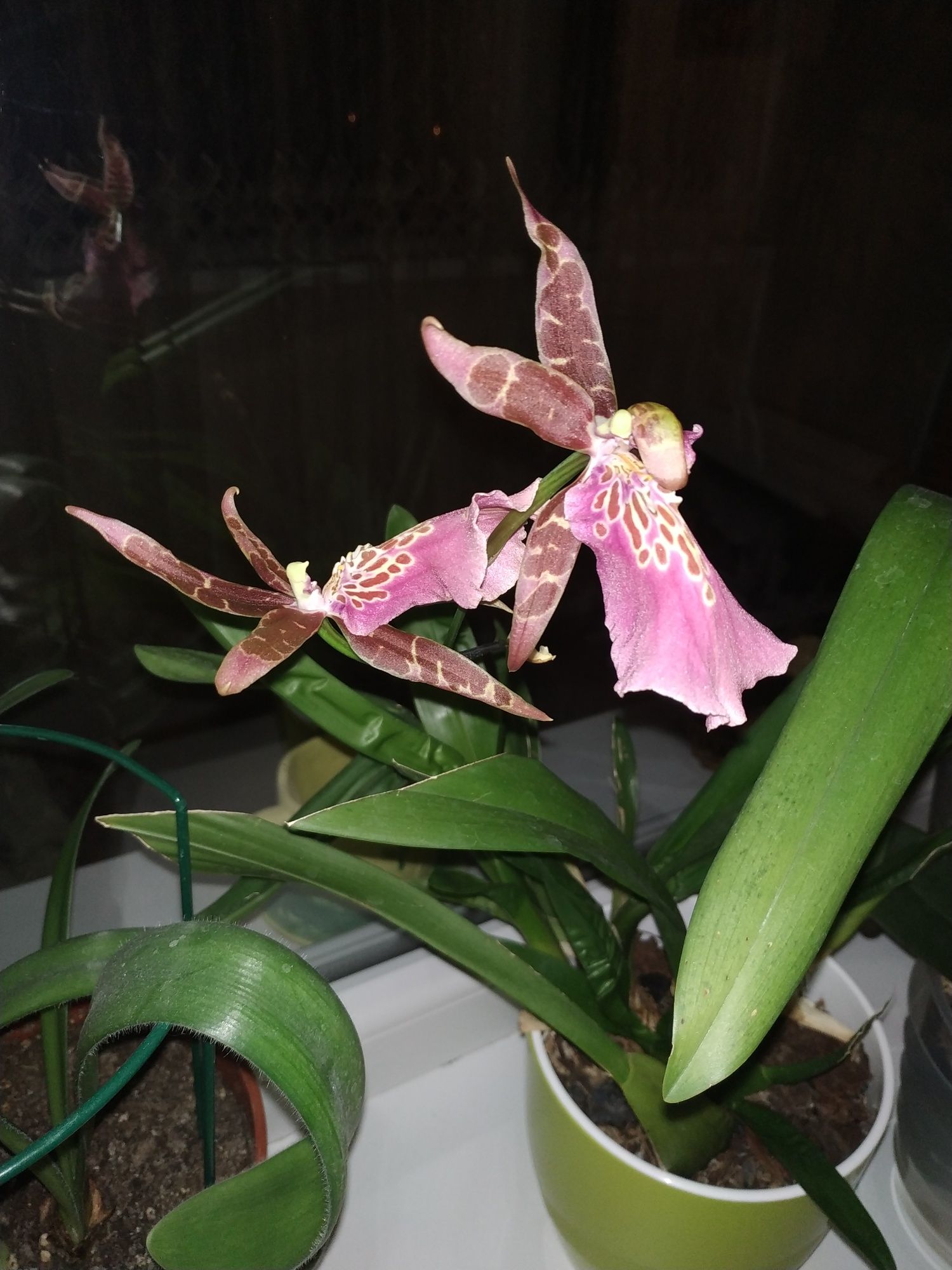 Орхидея  Брассия паук   фаленопсис