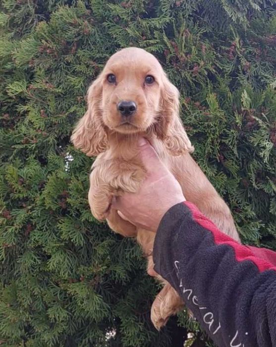 Cocker Spaniel!!!