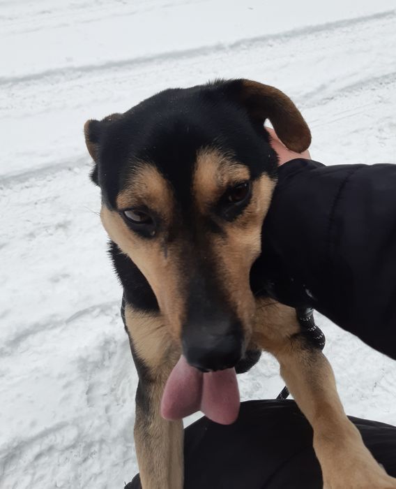 Młody pogodny psiak Batman szuka domu