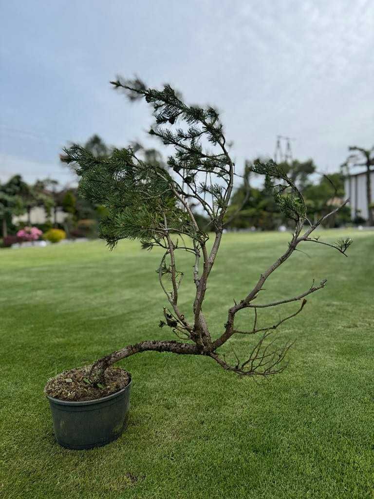 drzewko Bonsai cyprysik, sosna czarna,cis, jałowiec, laurowiśnia,jodła