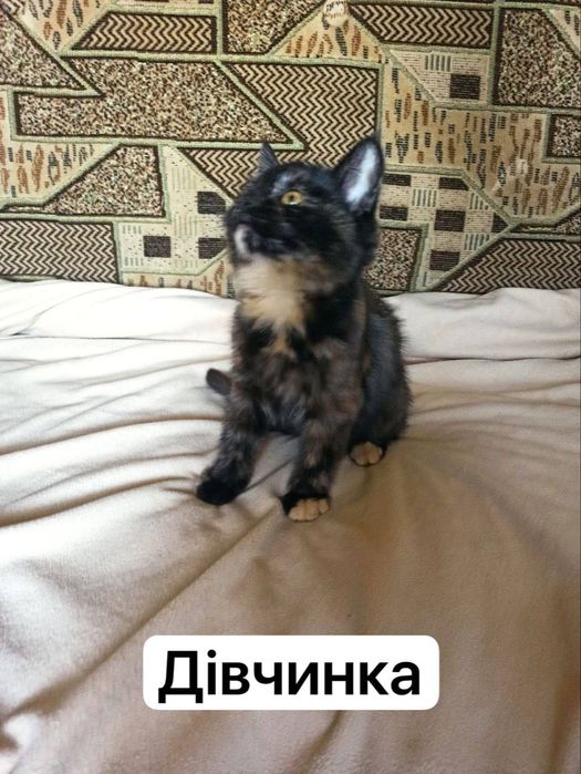 Віддам безкоштовно милих котенят