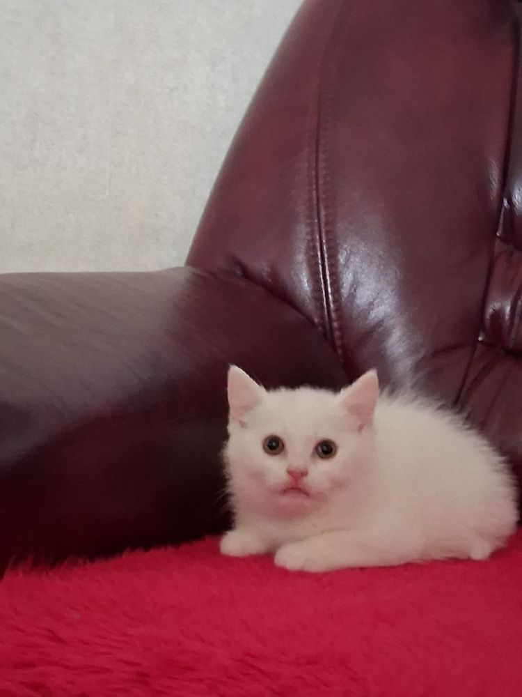 Puszysta arystokratka Brytyjka