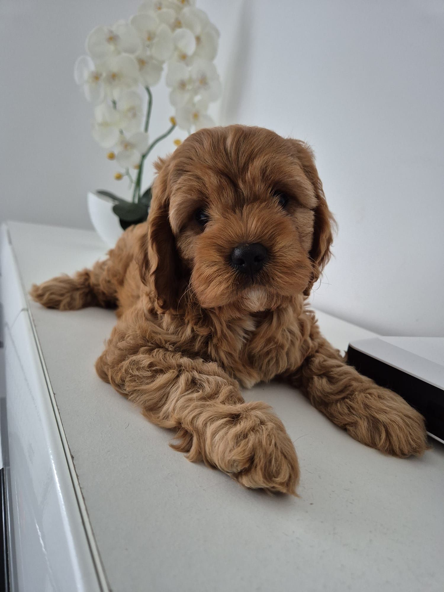 Piesek Cavapoo F1 Cavalier & Pudel