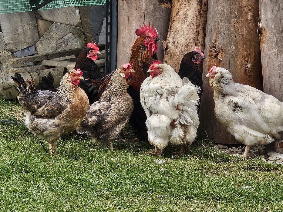 Kury rasowe Marans, Cream legbar, Krzyzówka, Kogut