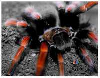 Brachypelma boehmei самка паука птицееда для новичков с доставкой