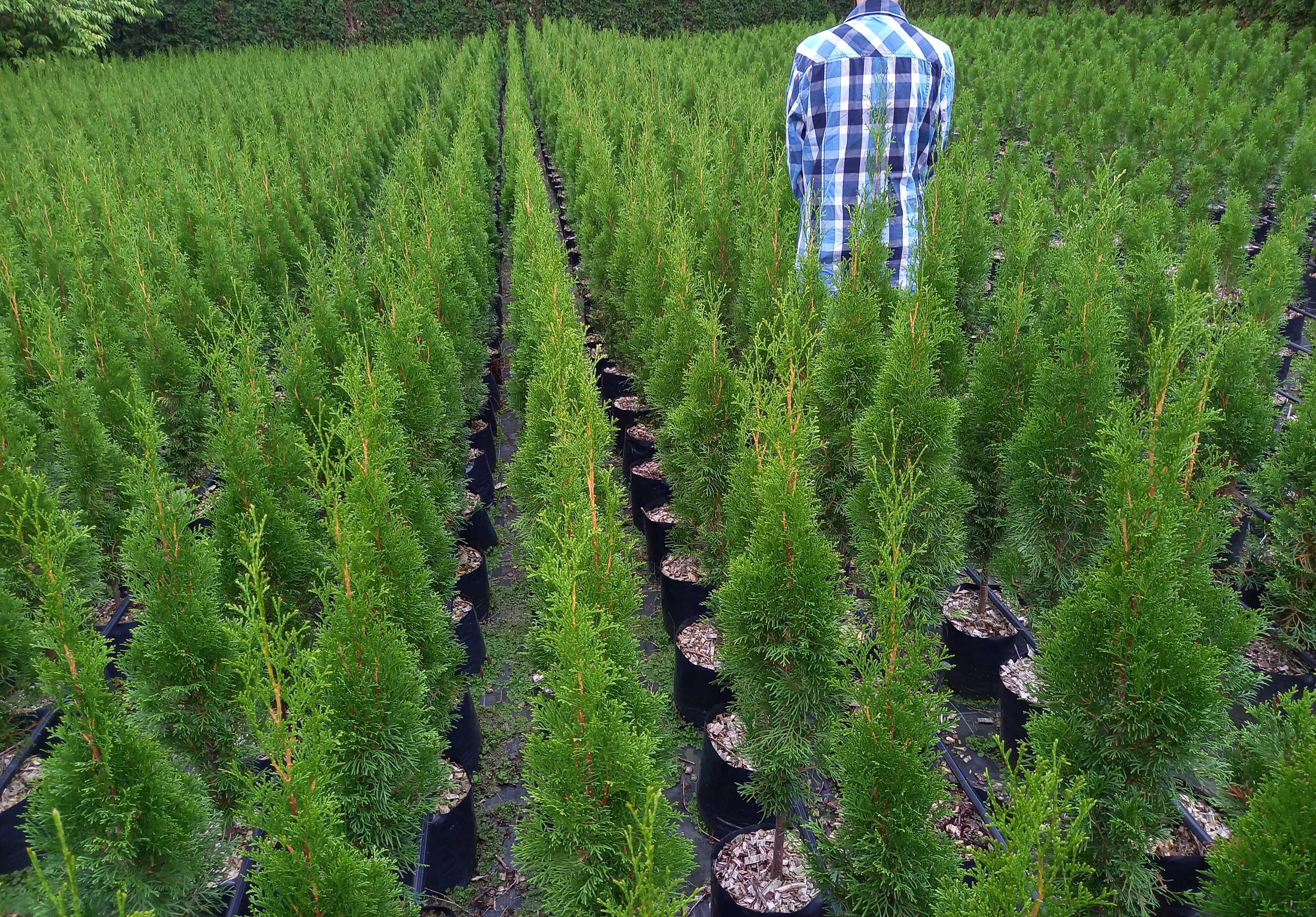 Tuja Thuja Szmaragd 100-120 cm W DONICY 5L Producent
