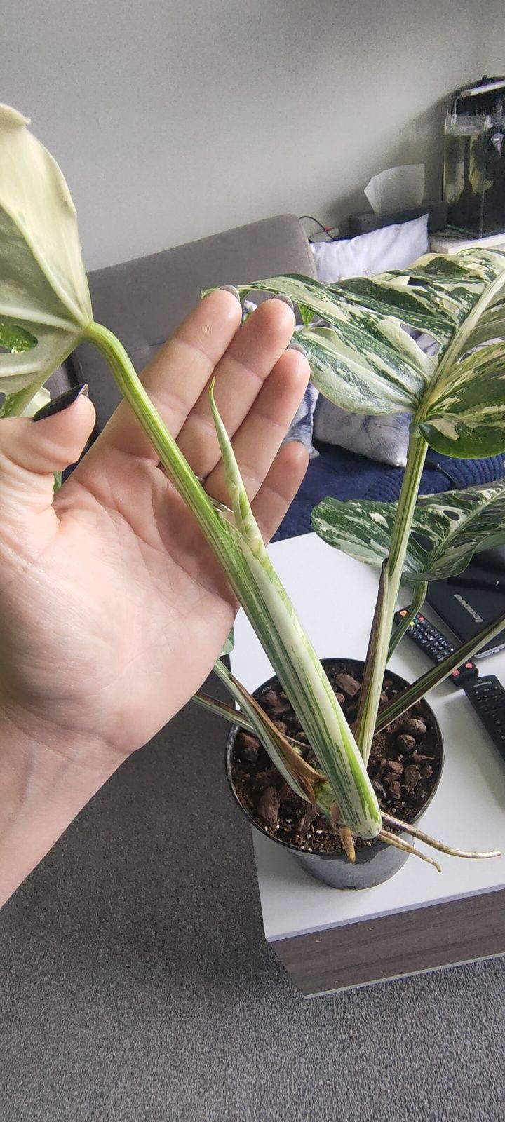 Monstera Deliciosa Variegata