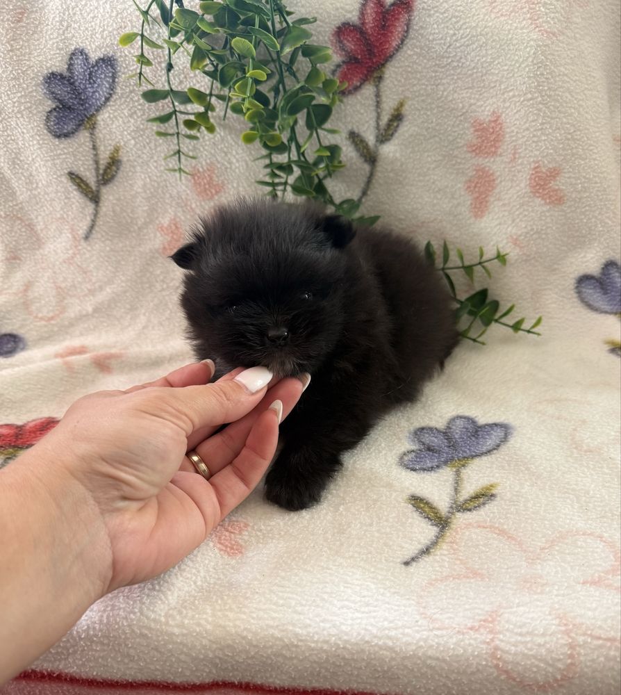 Excelente mini Lulu da Pomerania / Spitz Alemão Anão de Qualidade