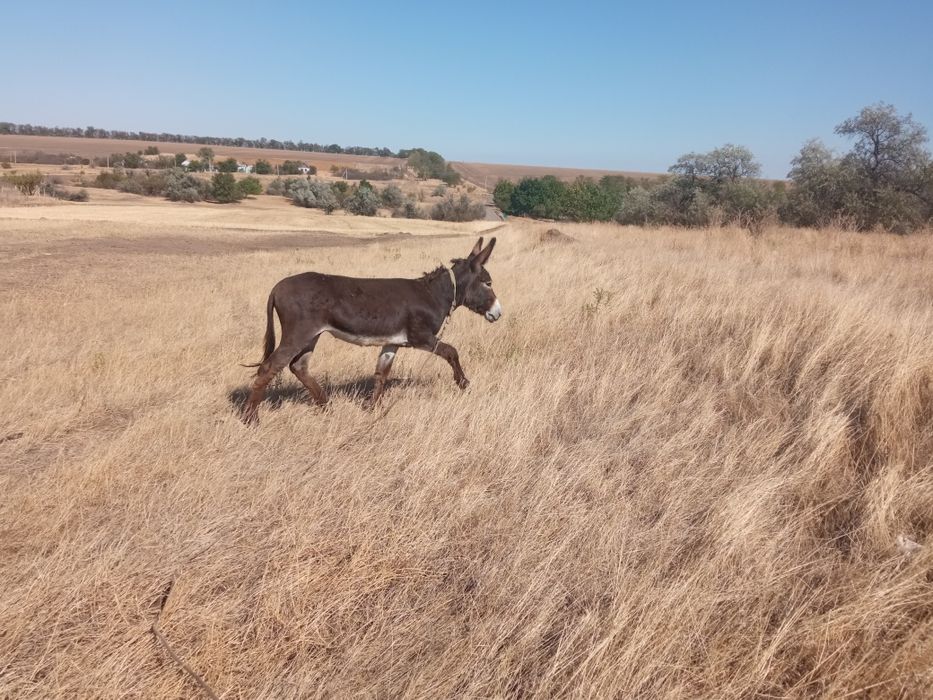 Продам ослика возрост 5 лет ручной