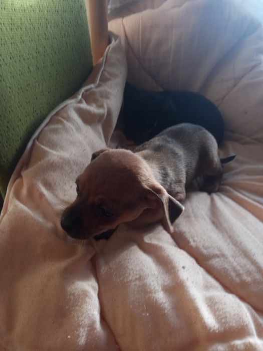 Oddam pieski w dobre rece