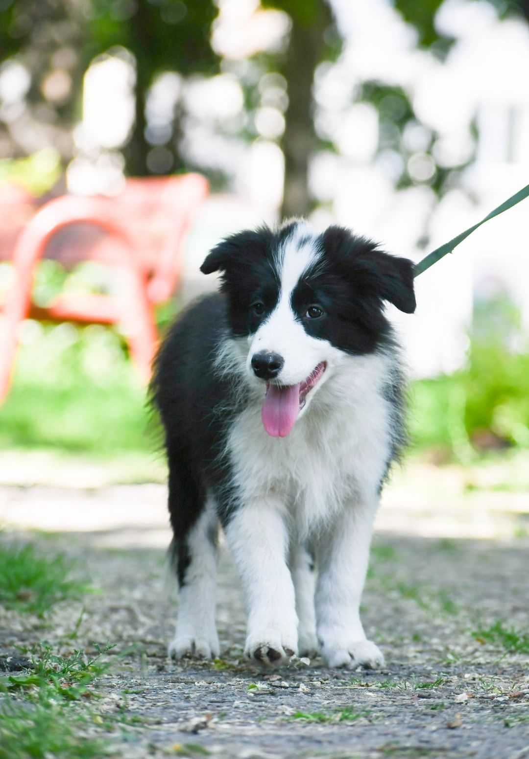 Cudowny piesek Border Collie ZKwP FCI