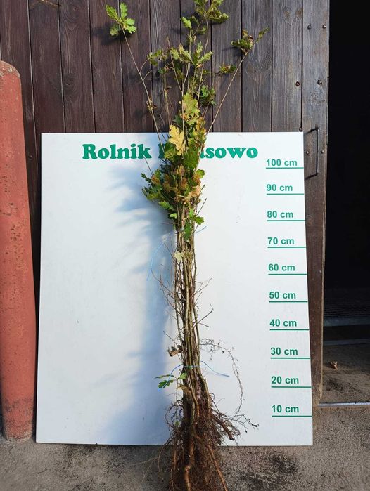 Sadzonki Dębu 70 cm - 100 cm.