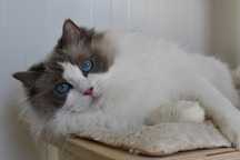 Dorosla kotka ragdoll blue bikolor