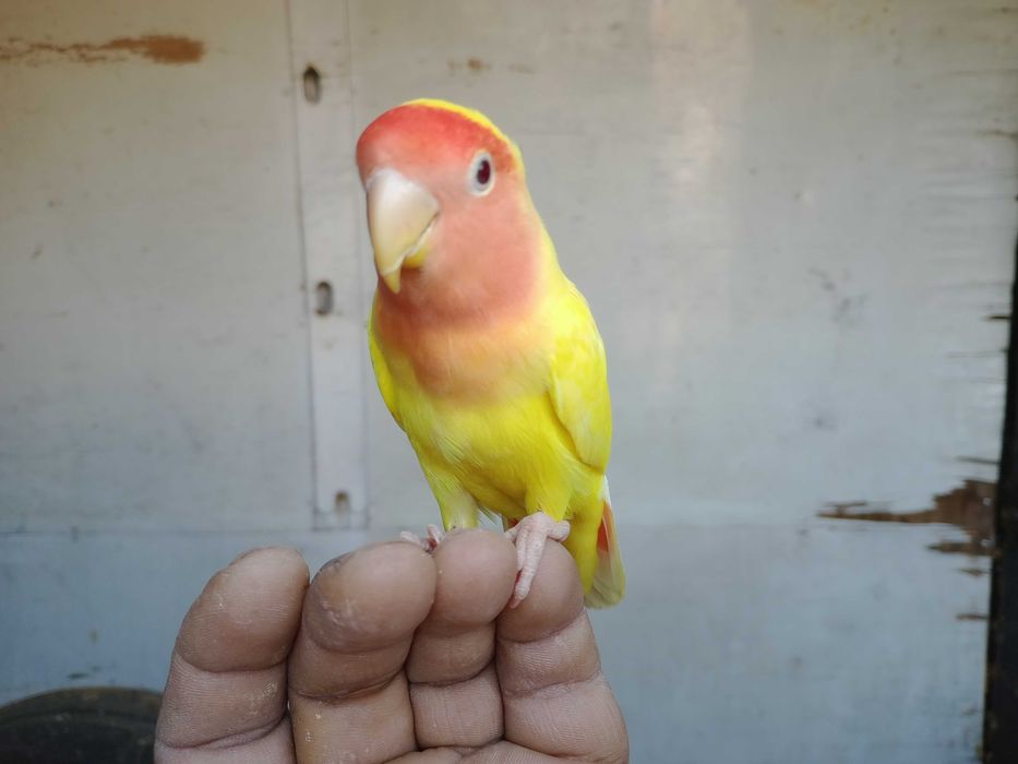 Vendo rossicoolis criados a mão meiguinhos
