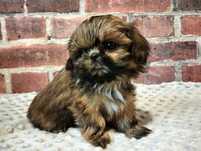 Suczka shih-tzu   RODOWÓD Mini!!