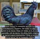 OKAZJA! kogut  Ayam Cemani
