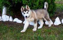 Zapowiedź miotu Alaskan Malamute ZKwP/FCI