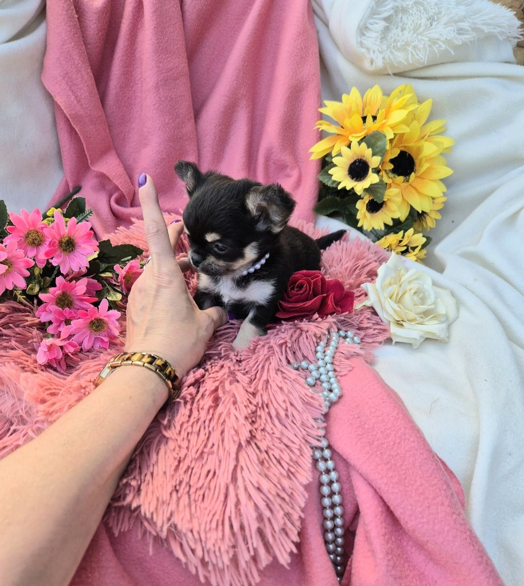 Śliczny Piesek Chihuahua XS!