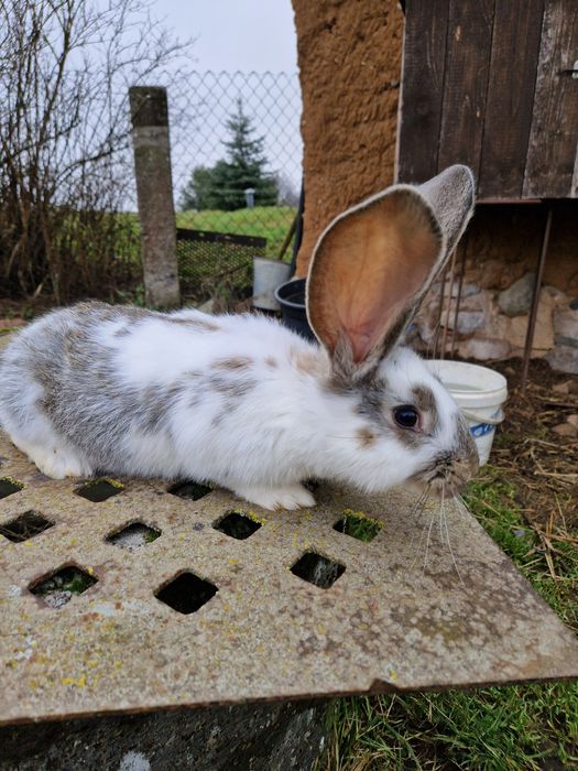 Króliki Olbrzym Belgijski mieszane