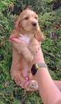 Piesek cocker spaniel angielski.