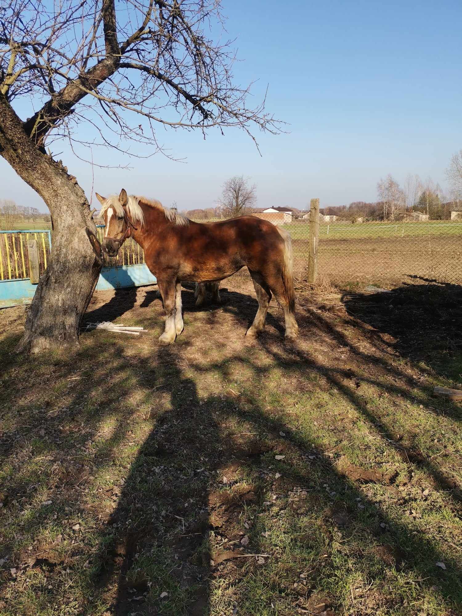 Klacz zimnokrwista sztumska