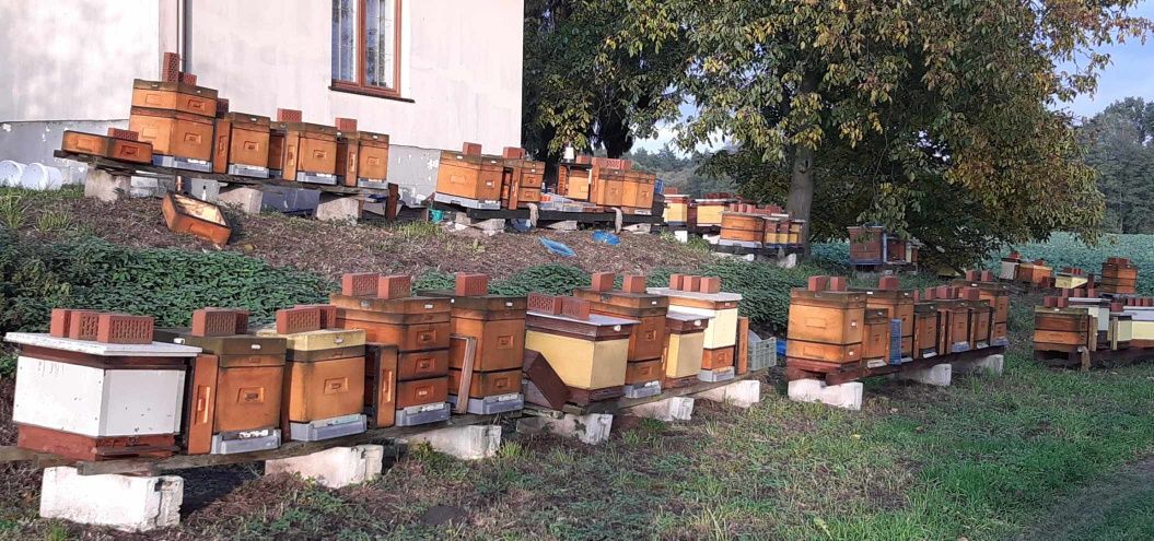 pszczoły odkłady pszczele