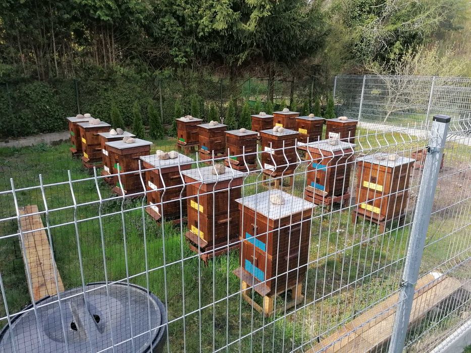 Sprzedam rodziny pszczele z ulami wielkopolskimi