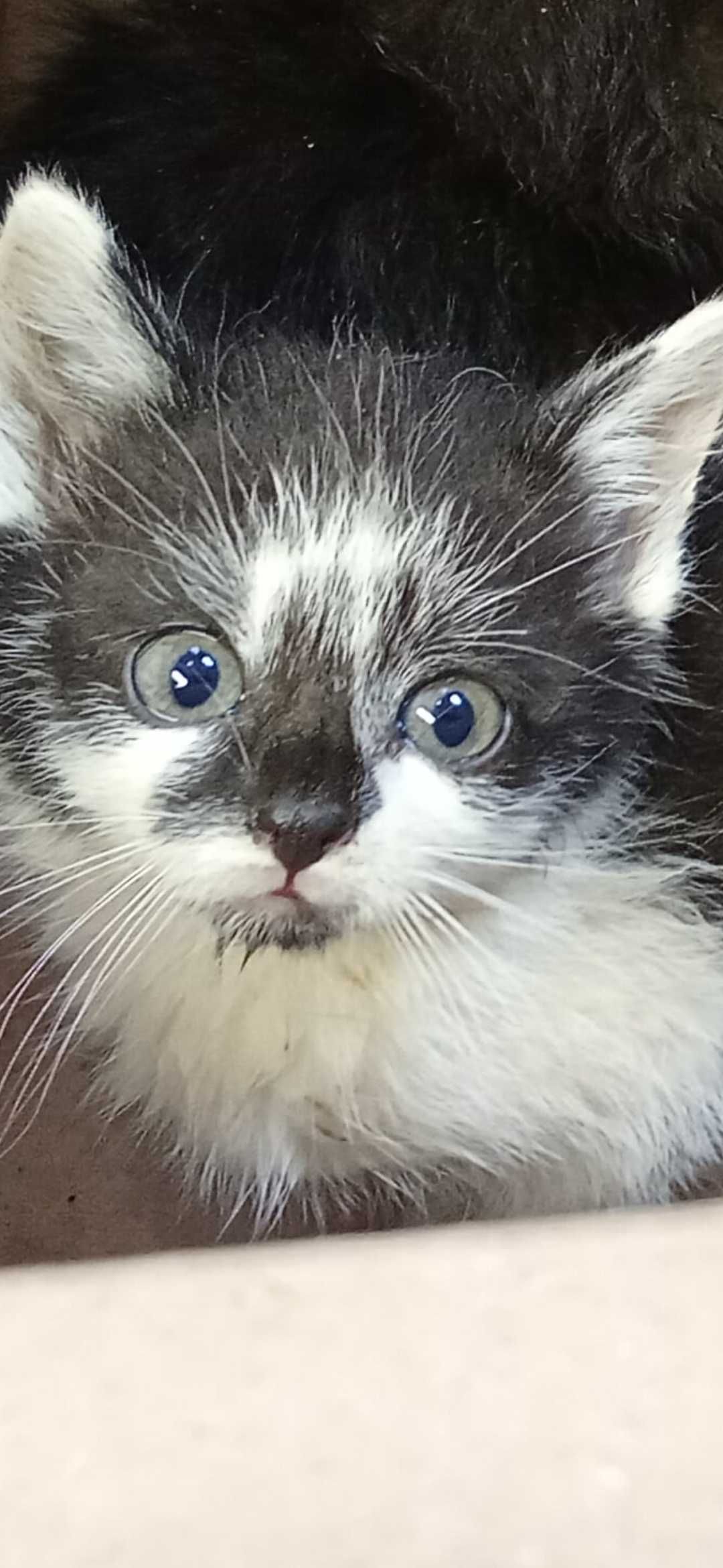 Halo kocie dziecko do adopcji