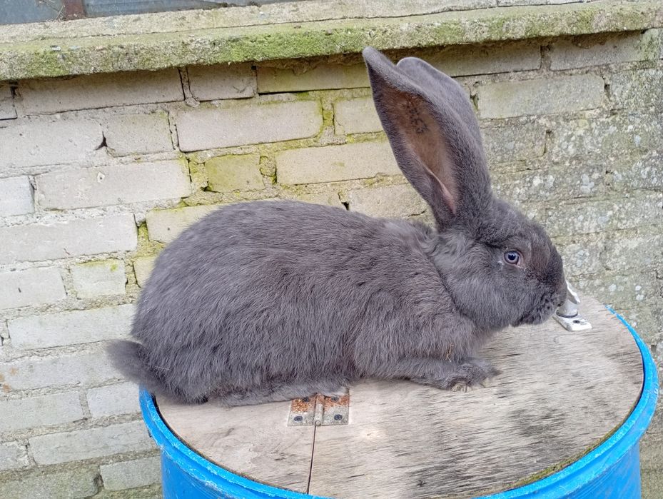 Samiec olbrzym belgijski