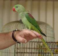 Александрийский кольчатый милый попугай выкормыш