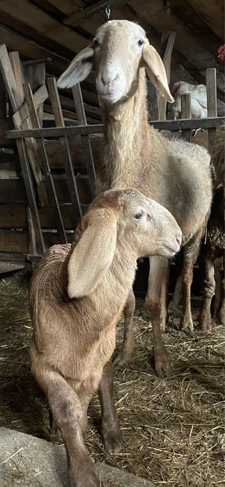 Продажа ягнят гиссарской породы баранов