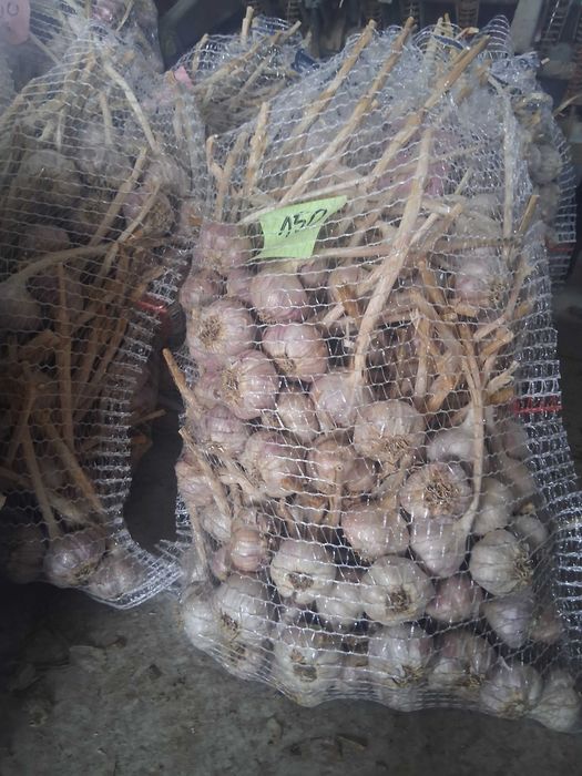 Sprzedam czosnek Harnaś