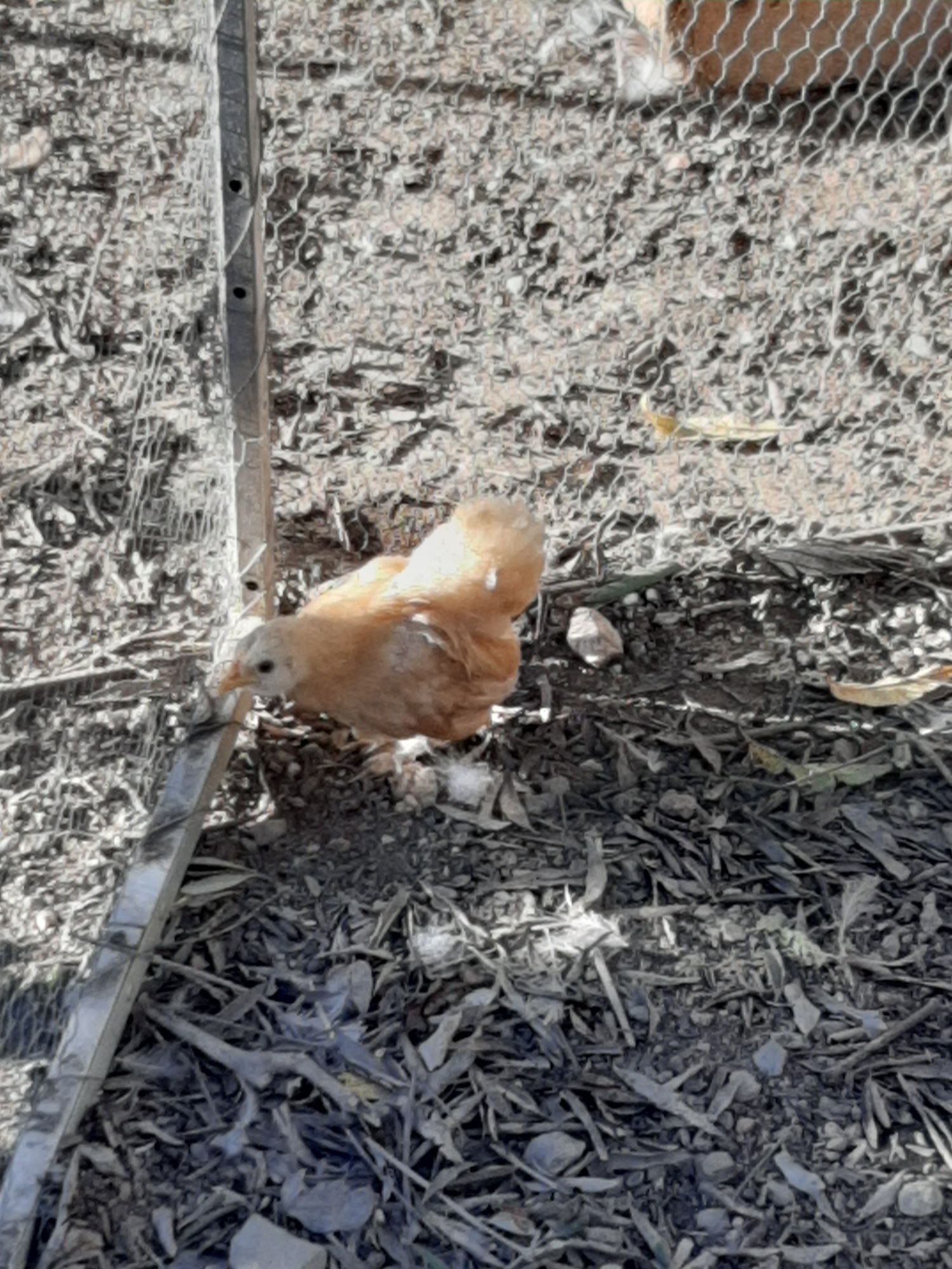 Pintos de varias raças