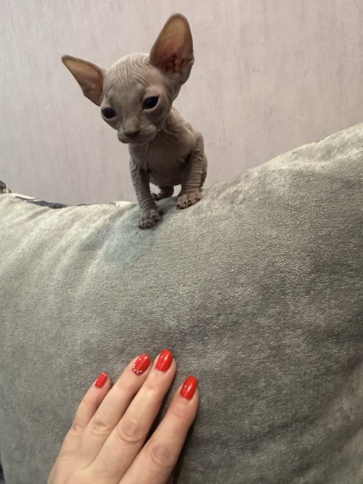 Кошенята канадский сфінкс