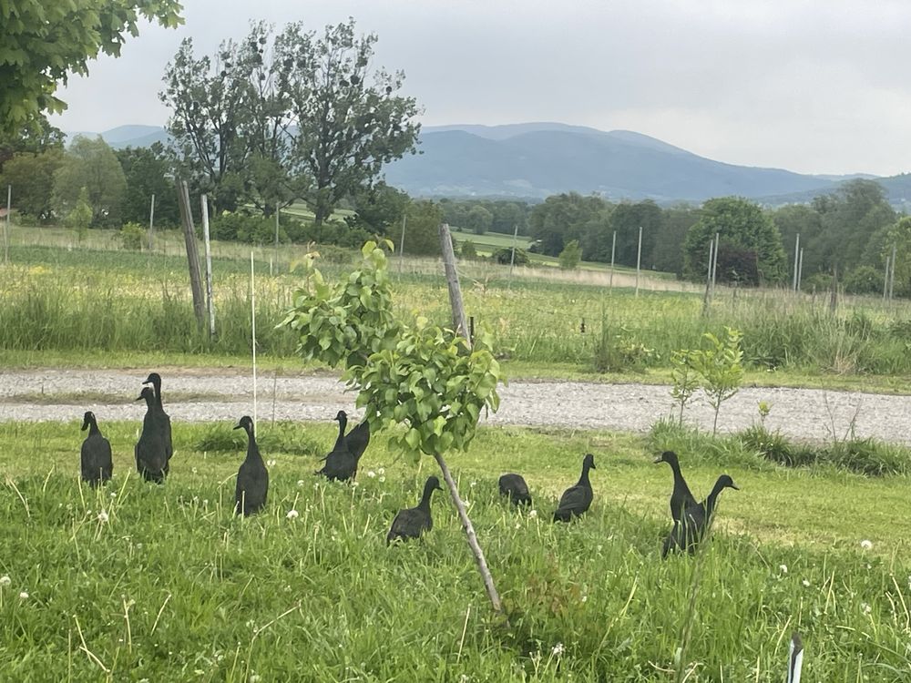 Biegusy indyjskie, kaczki na ślimaczki, pisklęta