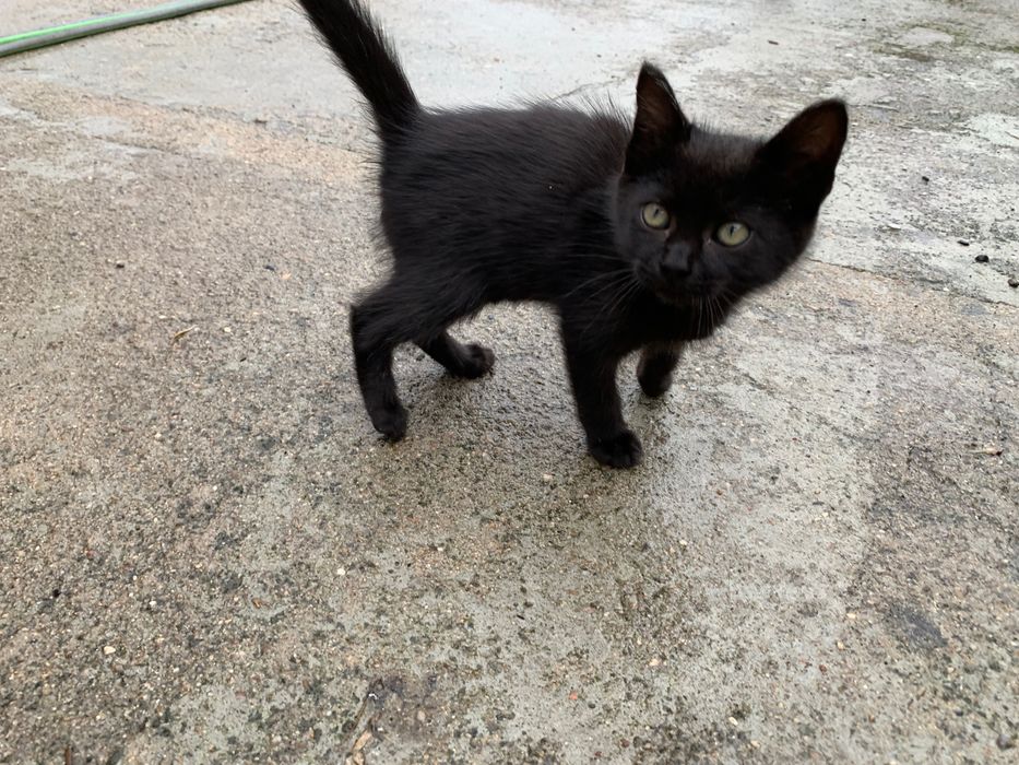 Adoção gatinhas bebés