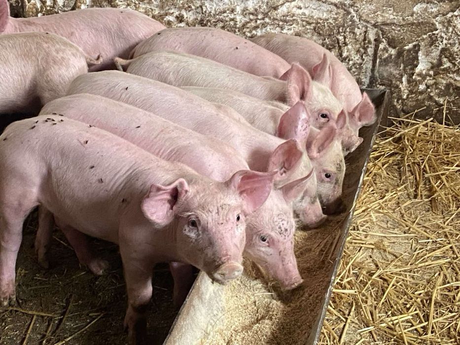 Продам поросят Велика біла