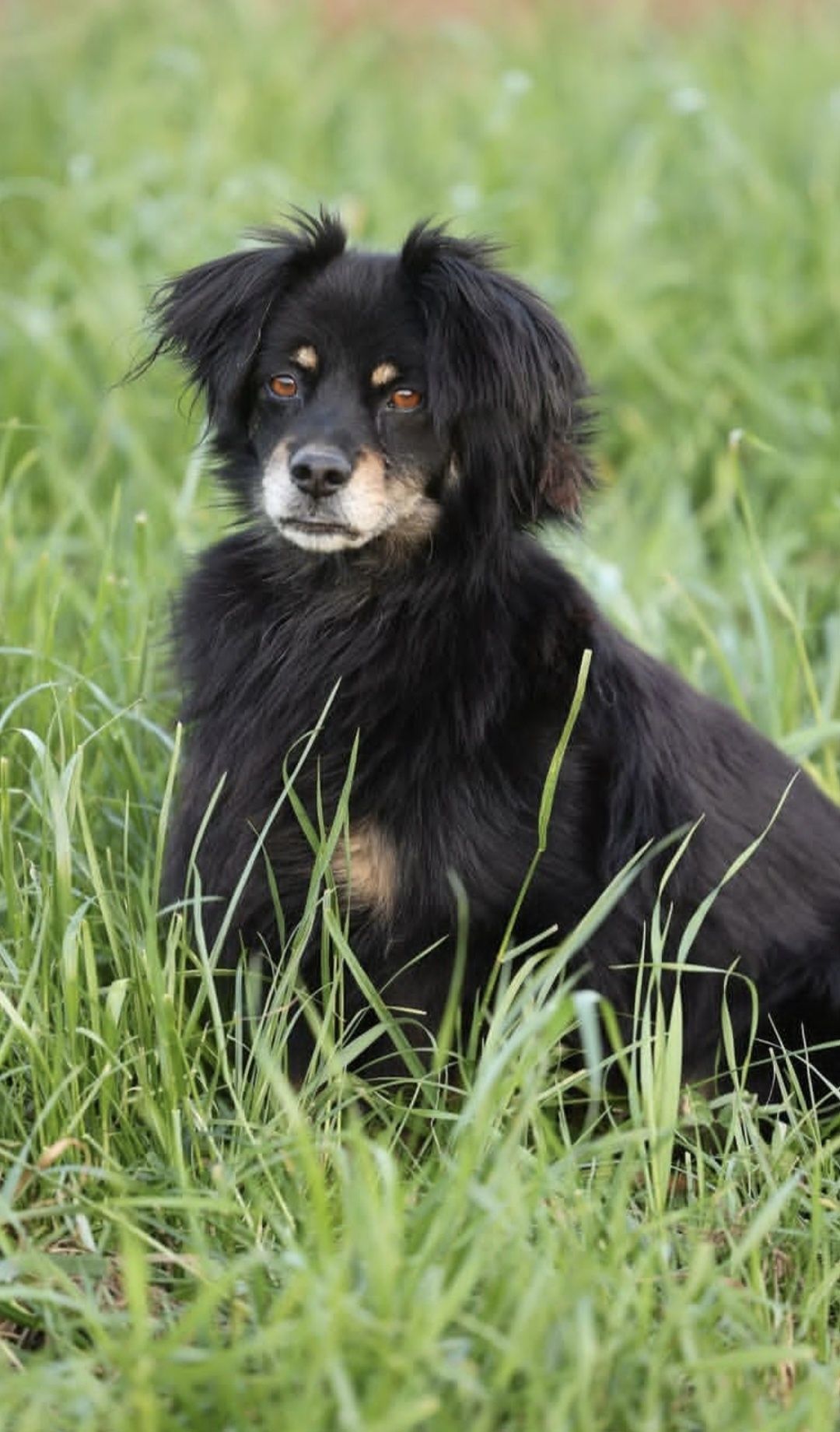 Mały Rudolf do adopcji