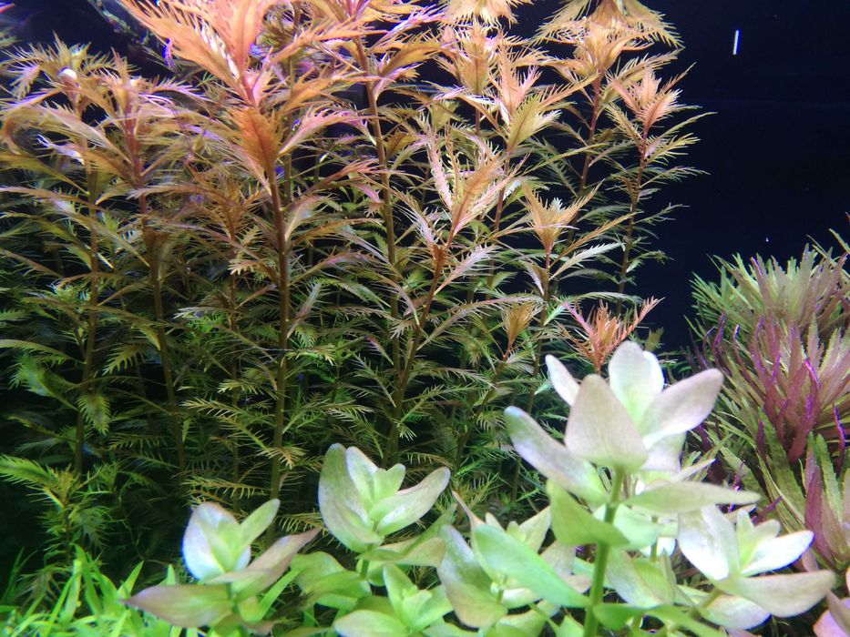 Proserpinaca Palustris  na 3 plan. Hodowla podwodna. Gratisy.