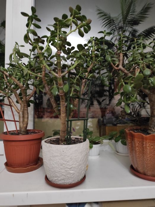 Домашні    квіти