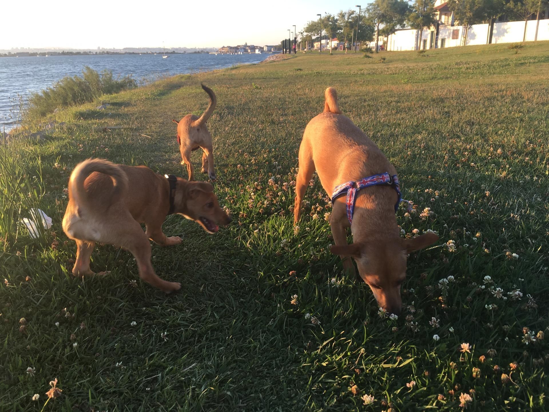 Dog walking/Pet Sitting