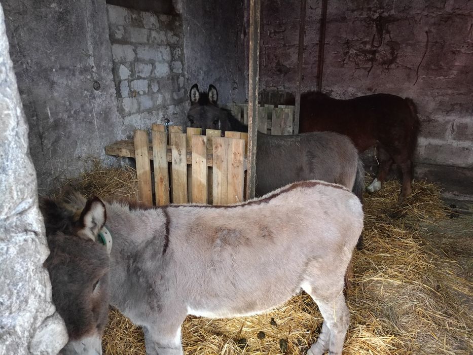 Osioł samiec Budyń