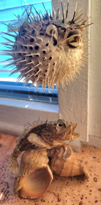 Чучело  рыбы Фугу и Морского ерша