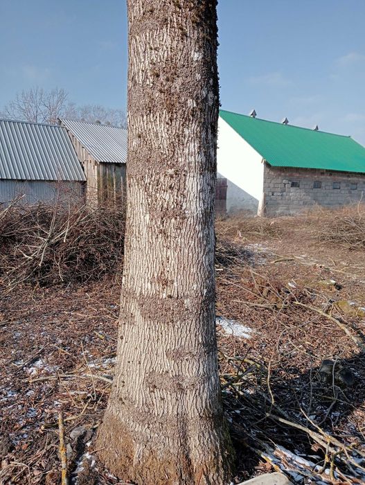 Drzewo, kłody, kloce lipa i jesion